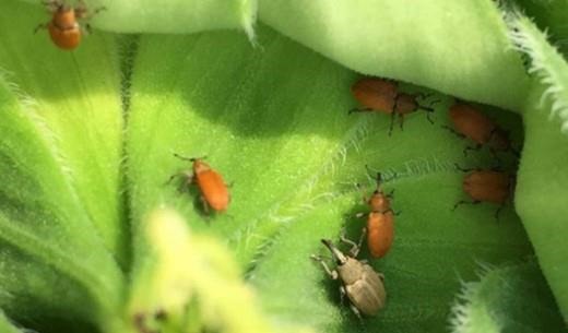 red-and-gray-sunflower-seed-weevil-identification